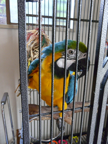 ルリコンゴウインコ