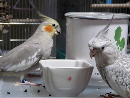 オカメインコ